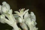 Longleaf buckwheat